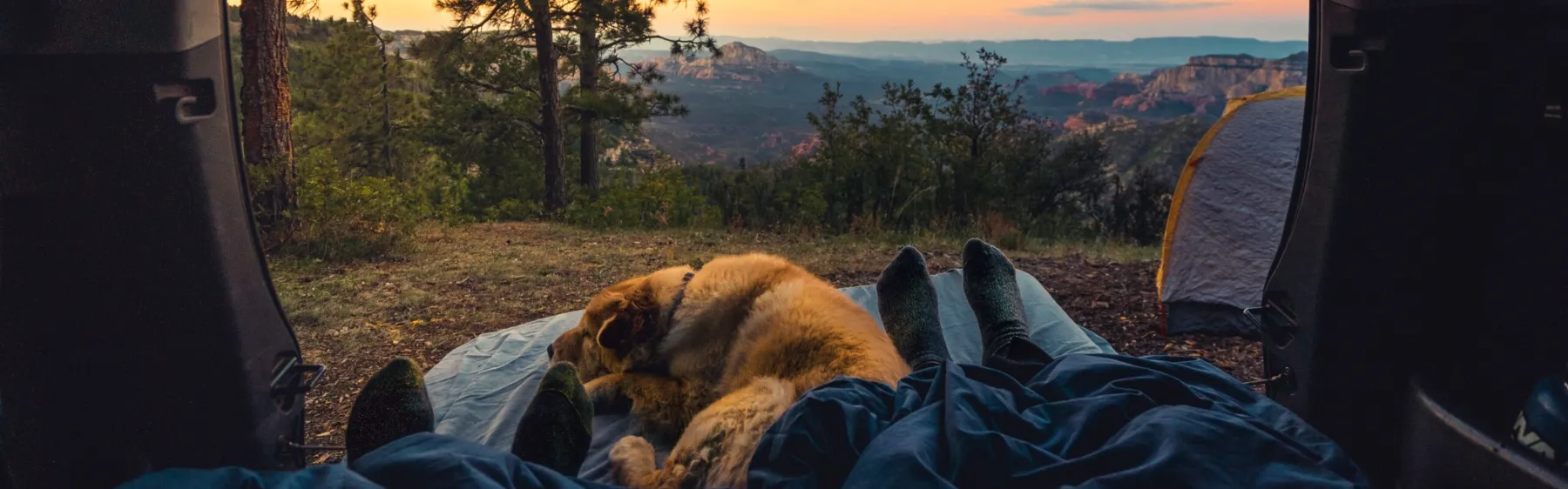 車の荷室から外を眺める構図で、犬と人が寝袋の中にいる風景