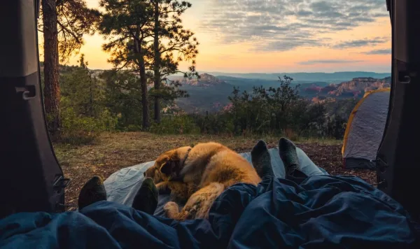 車の荷室から外を眺める構図で、犬と人が寝袋の中にいる風景