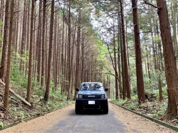 両脇に高く伸びた杉の木が立ち並ぶ道の中央に停まる四輪駆動車